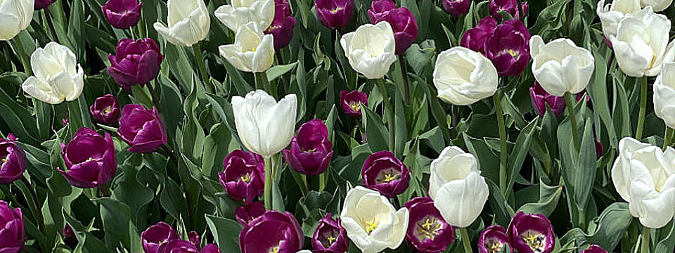 Landscaping Tulips